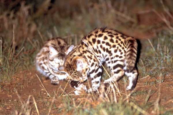 Black-footed Cat Research Findings – International Society for Endangered  Cats (ISEC) Canada