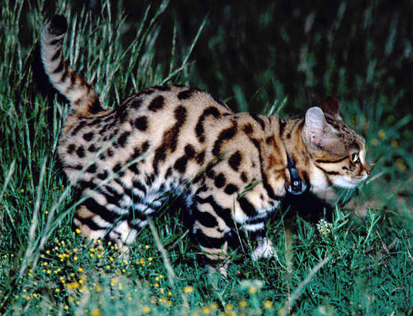 African Black-Footed Cat: A Small Feline and a Fierce Hunter - Owlcation