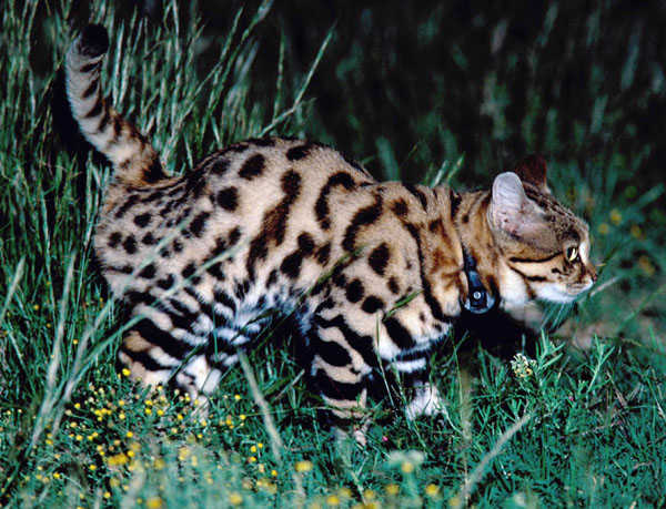 Black Footed Cat Kitten