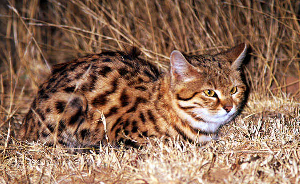 Black Footed Cat Hunting Diet International Society For Endangered Cats Isec Canada