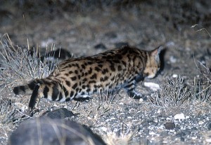 black footed cat hunting