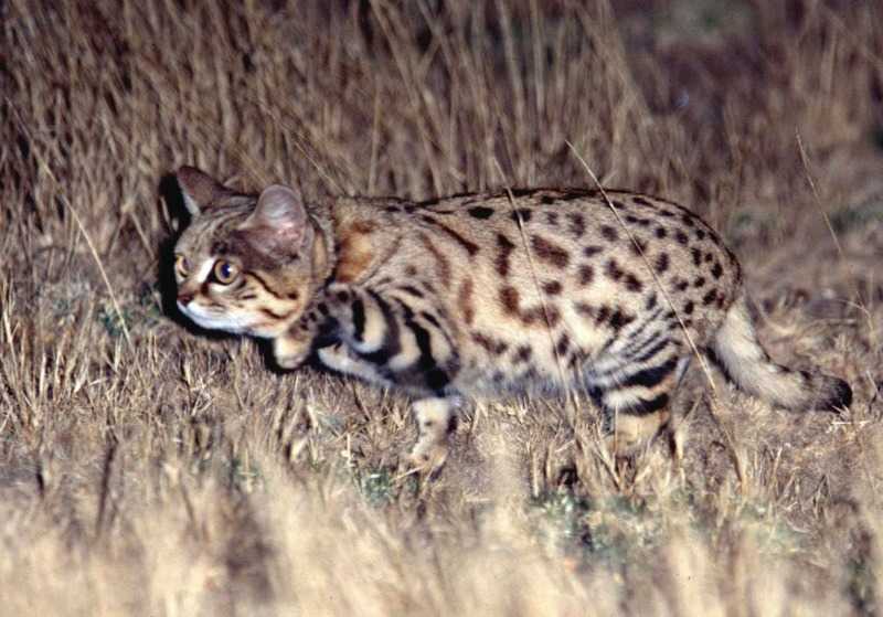 Black Footed Cat Hunting Diet International Society For Endangered   Venus Stalk50 