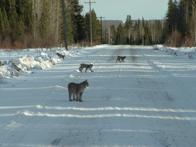 canada lynx