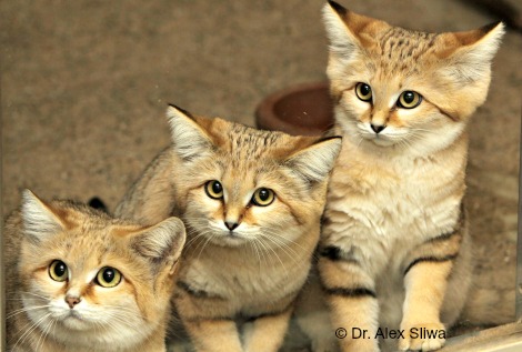 sand cats 