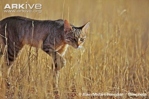 african wild cat