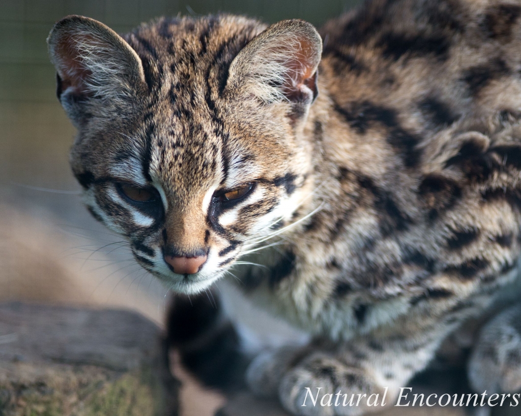 Oncilla head – International Society for Endangered Cats (ISEC) Canada