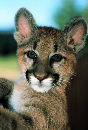 Safety in Cougar Country – International Society for Endangered Cats (ISEC)  Canada