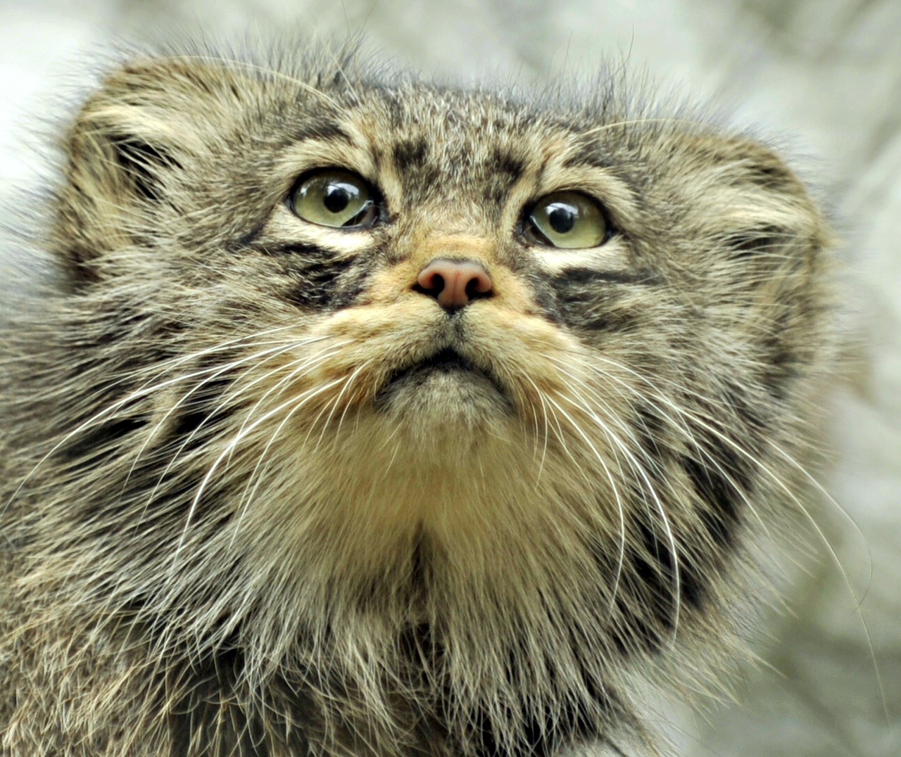 Pallas's cat, Endangered, Steppe, Asia