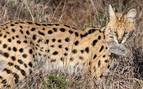 serval PhilPerry