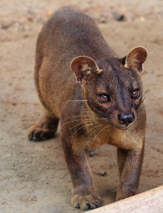 fossa