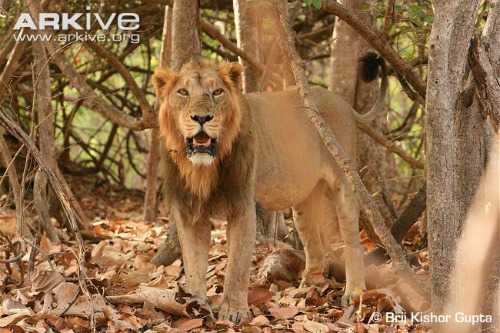 asiatic lion