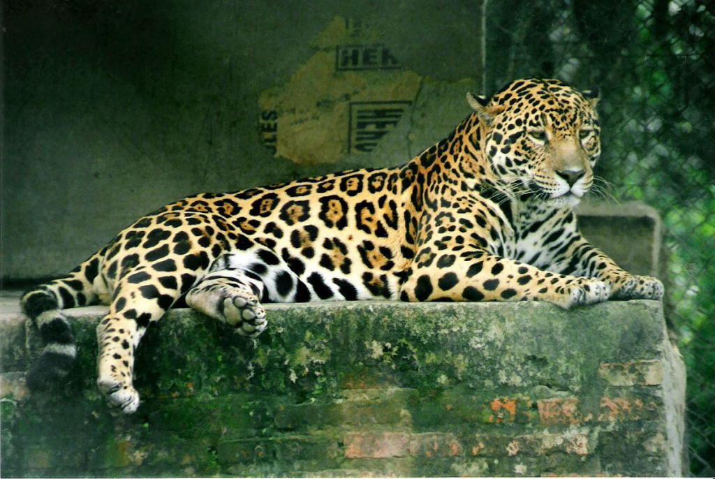 Panthera_onca – International Society for Endangered Cats (ISEC) Canada