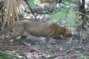 Jaguarundi Puma yaguaroundi