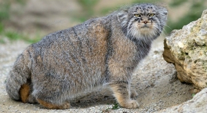 pallas cat