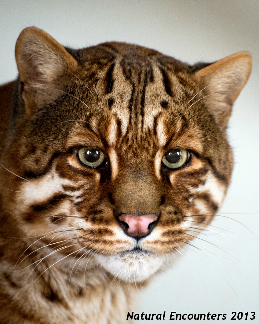 A Cat out of Water: Engaging with Local Communities to Protect Fishing Cat  Populations in West Bengal - Wildlife Trust of India