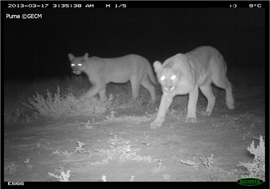 Wildlife carried out within the framework of the Pumas on the project – International Society for Endangered Cats Canada
