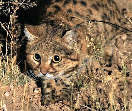 Bobcat – International Society for Endangered Cats (ISEC) Canada