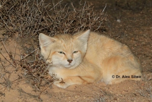 Wild Sand cat 1.50