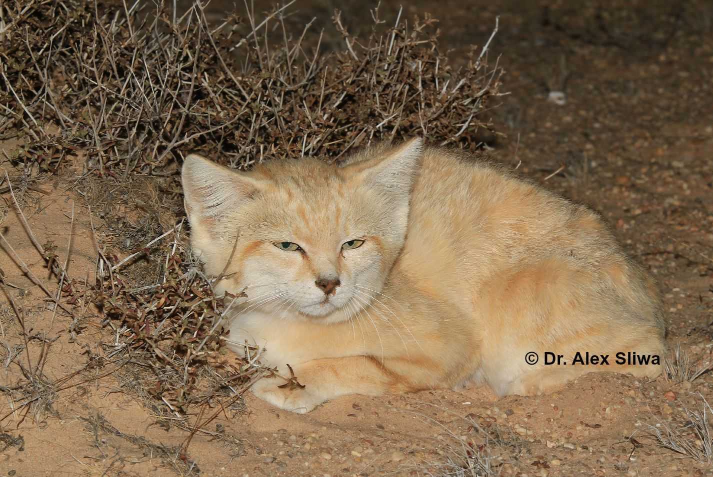 Sand Cats Of The Sahara Desert International Society For Endangered Cats Isec Canada