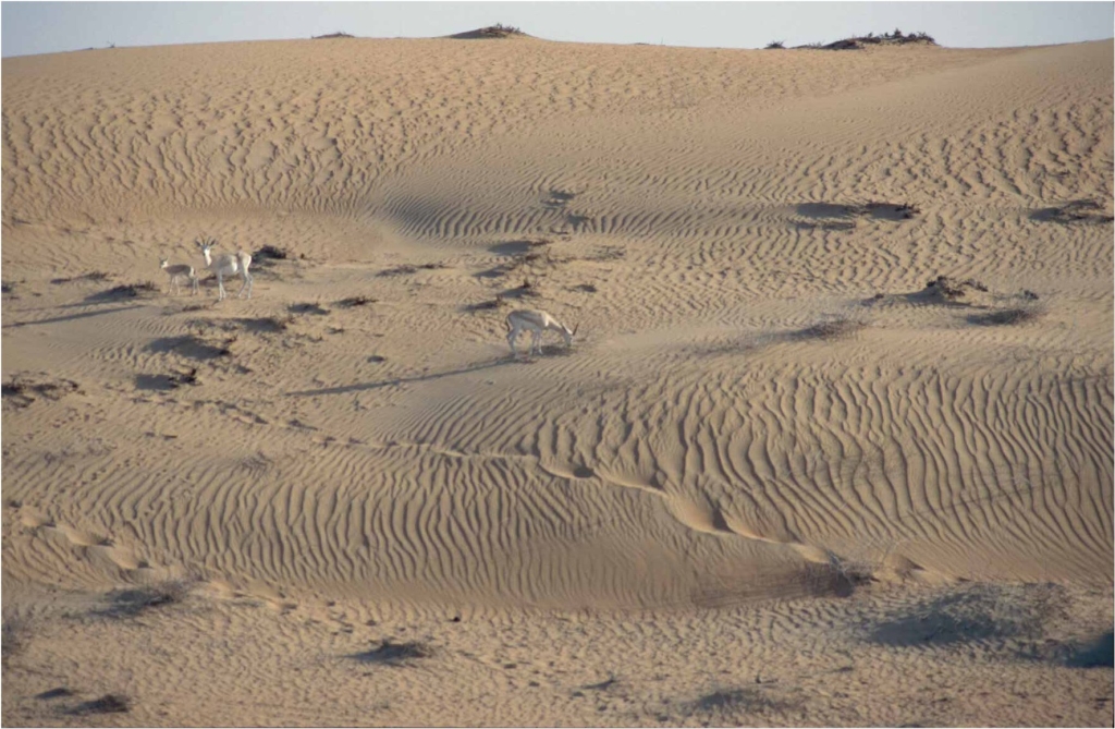 Sand Cat habitat