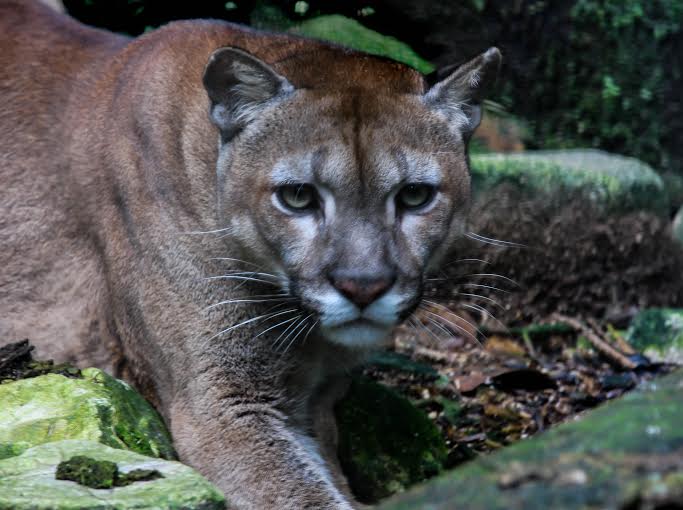 Puma store caruso cat