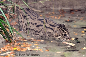 Terai Fishing Cat Project – Fishing Cat Conservation Alliance