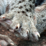 fishing cat claws