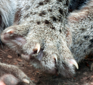 fishing cat claws