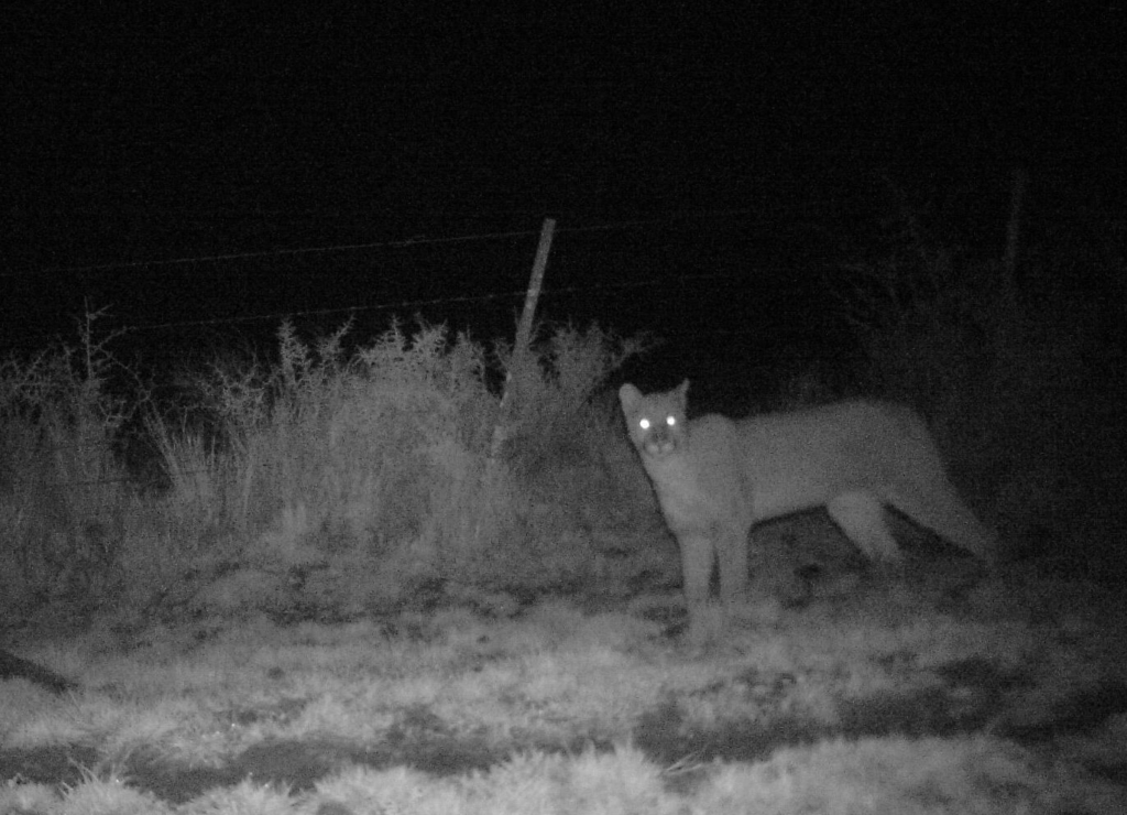 puma caruso cat