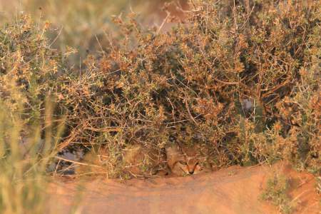 Female F2 hidden in perennial shrub