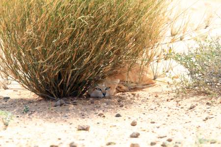 M2 hidden under perennial grass.