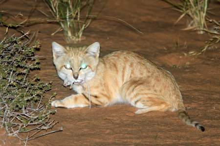 Male M2 with a captured lesser gerbil.