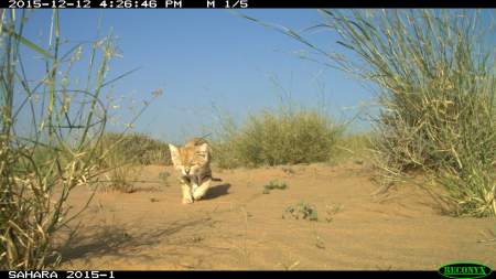 Camera trap of M2 moving from his resting location.