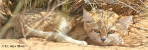 sand cat felis margarita