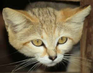 sand cat felis margarita