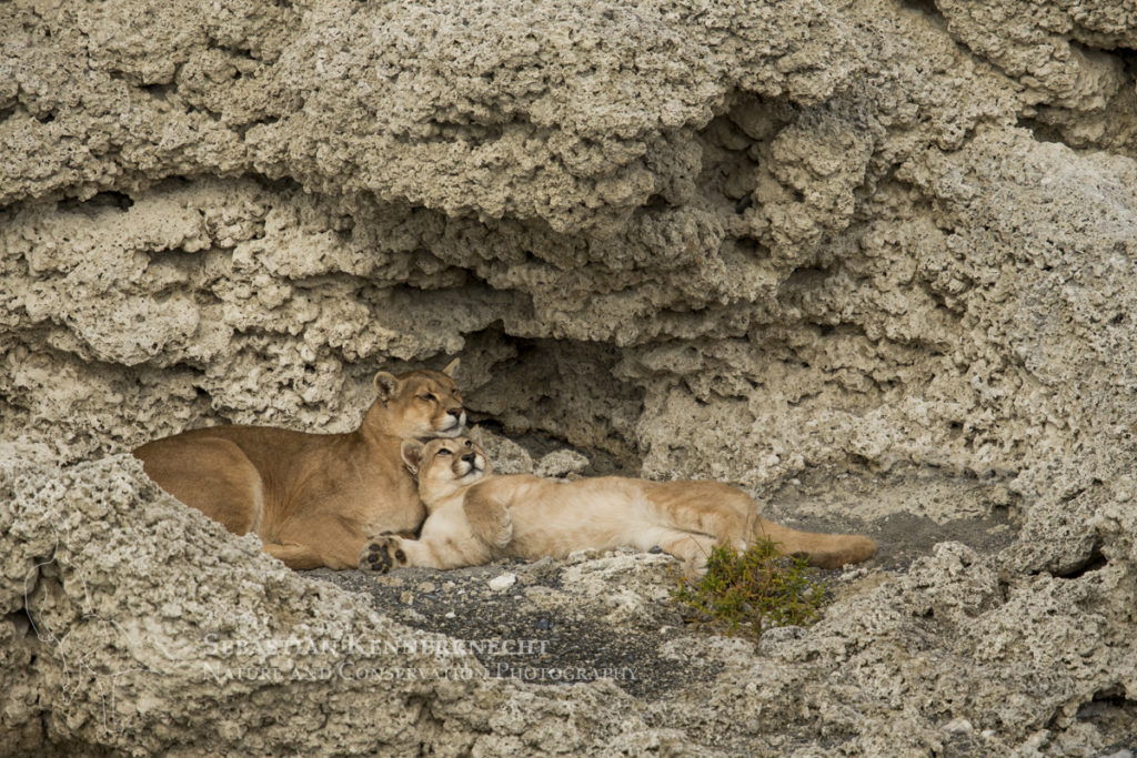 puma concolor