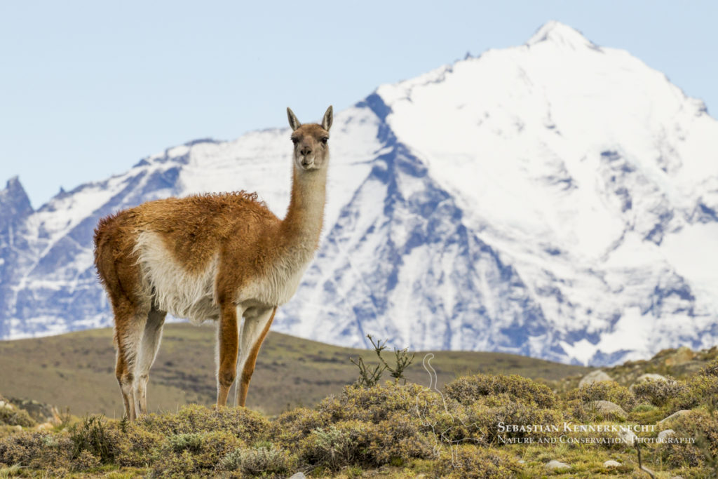 guanaco