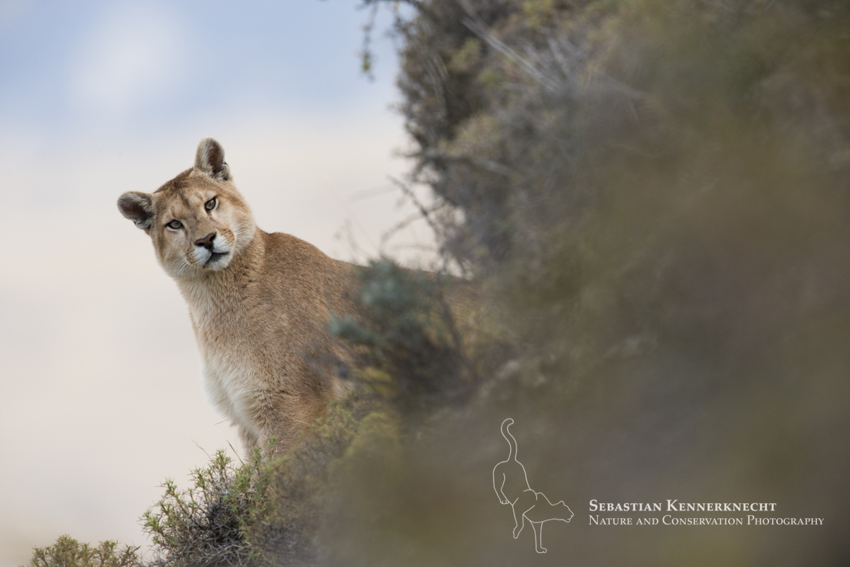 Pumas in Patagonia – International Society for Endangered Cats (ISEC) Canada