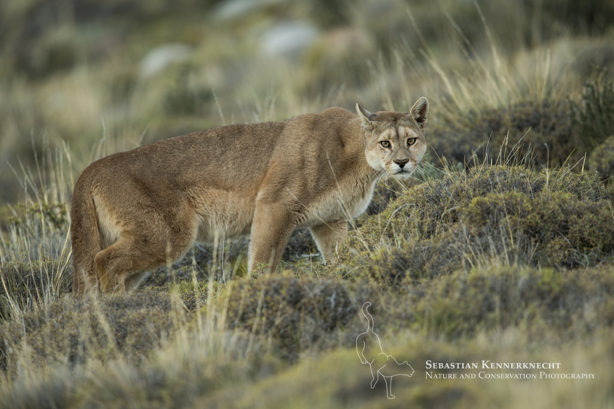 Pumas in Patagonia – International Society for Endangered Cats (ISEC) Canada