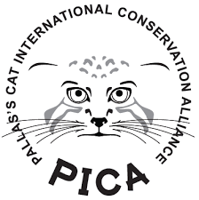 Pallas's Cat – International Society for Endangered Cats (ISEC) Canada