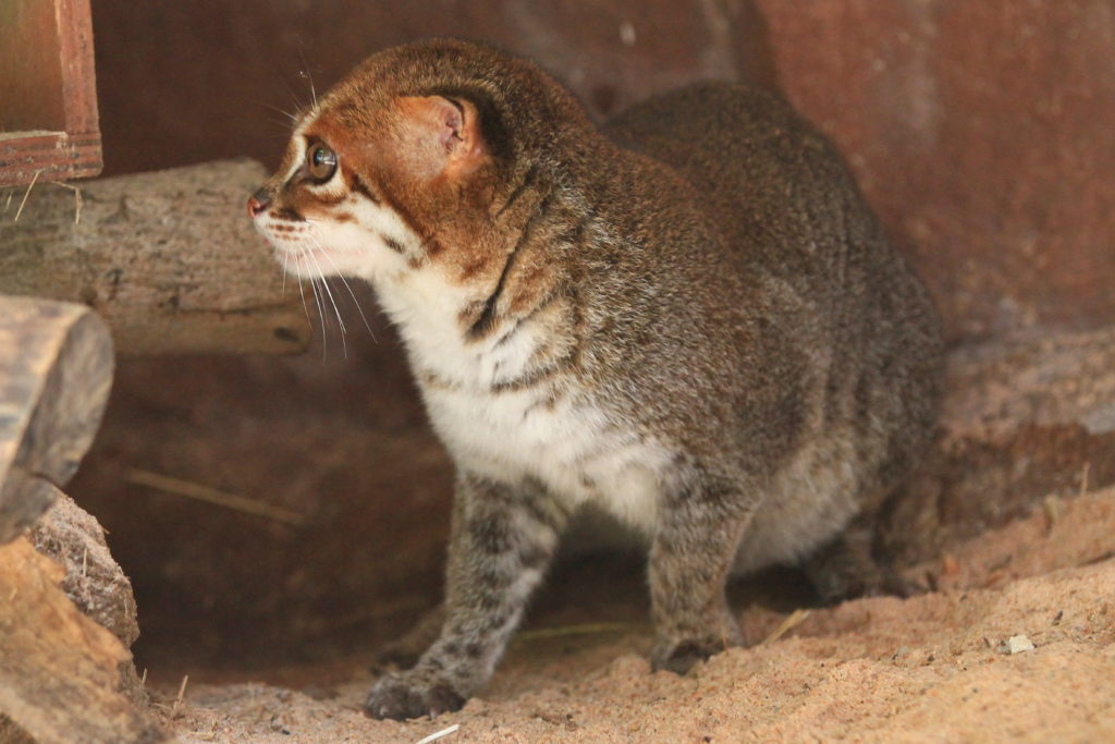 Southern Tiger Cat – International Society for Endangered Cats (ISEC) Canada