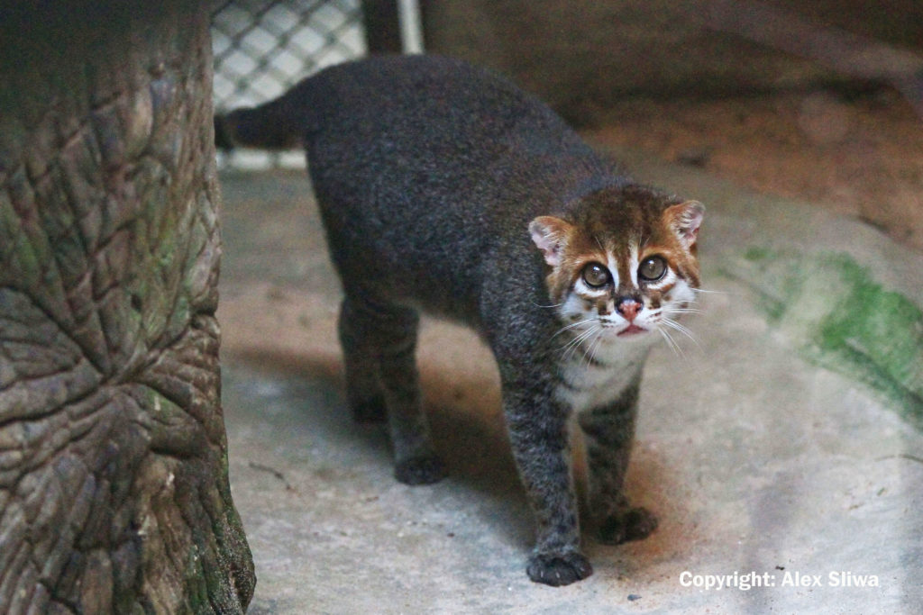 puma caruso cat