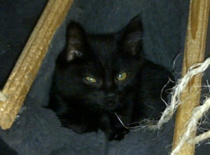 felis catus