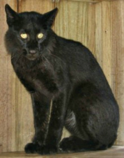 bobcat lynx rufus