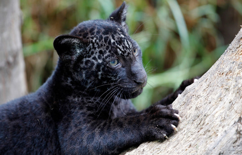 melanistic jaguar panthera onca