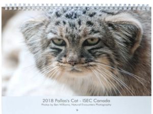 pallas's cat calendar