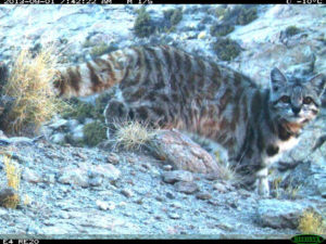 andean cat leopardus jacobita