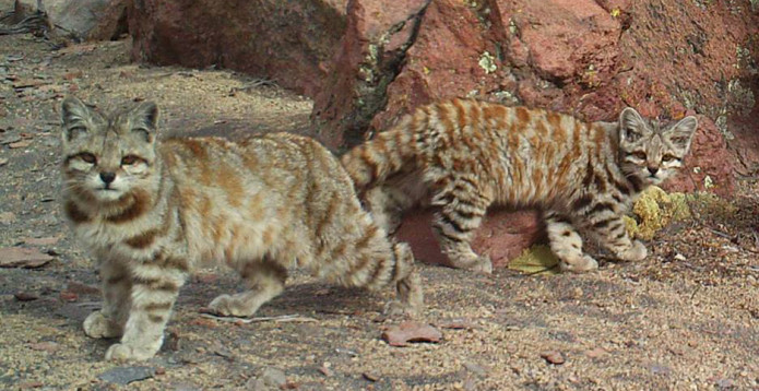 andean-cats.jpg