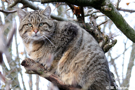 African Wild Cat Domestic