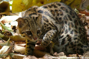 Leopardus guttulus